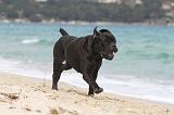 CANE CORSO 669